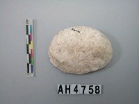 藏品(小型螺蓋製貝刮器)的圖片